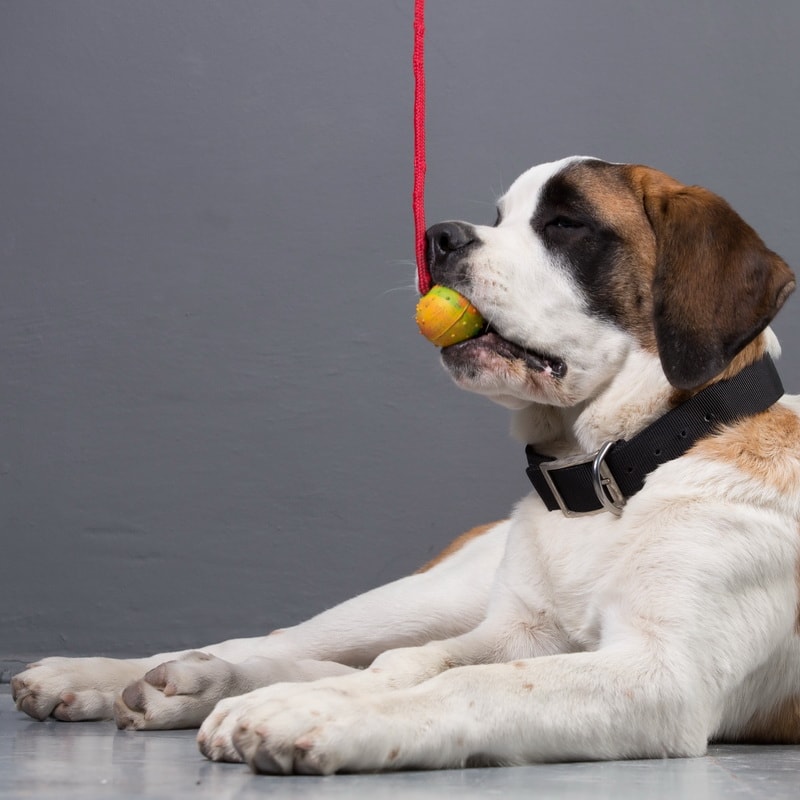 Мягкий мяч ø6 см на веревке для московской сторожевой «Playful Dog»